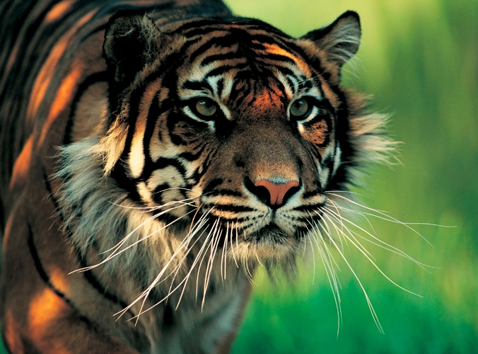 The Sumatran tiger ( Panthera tigris sumatrae ) is found only on the 